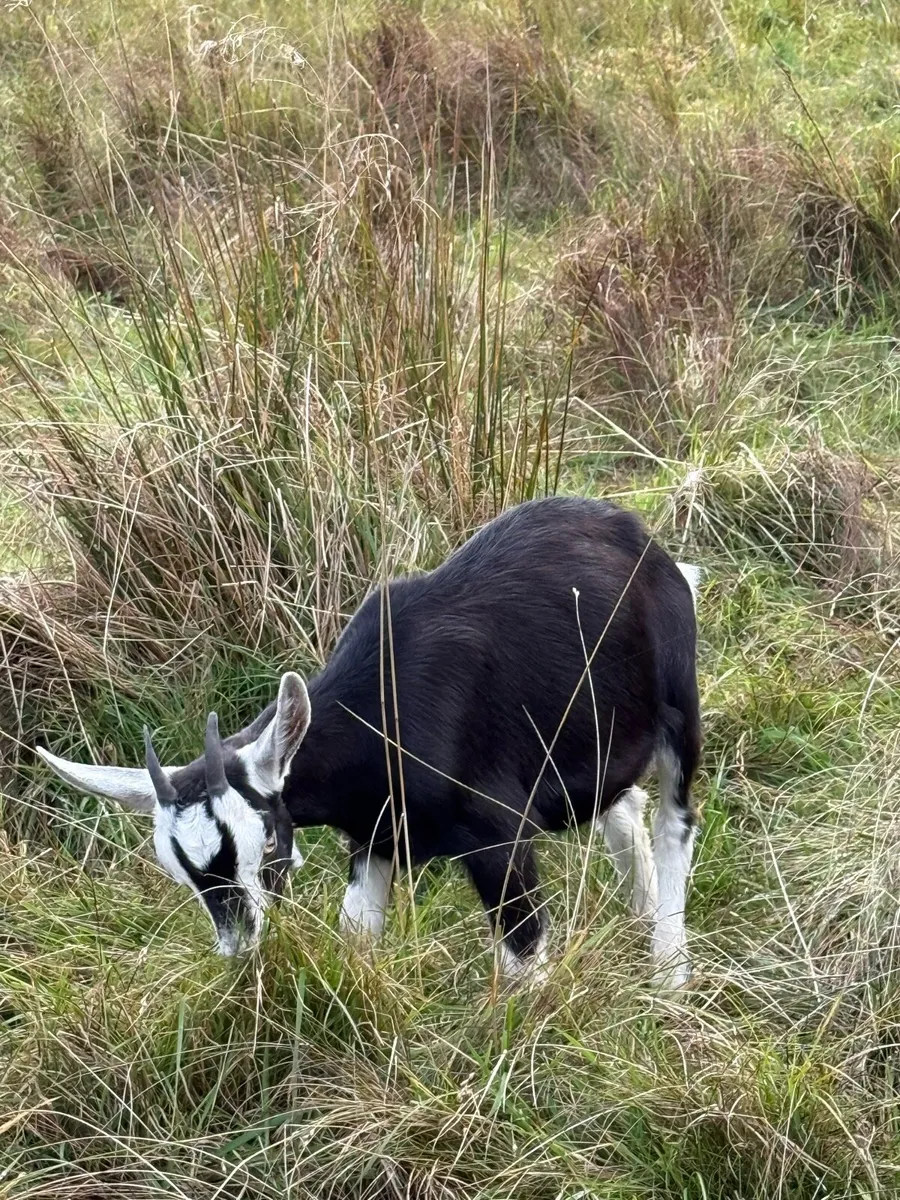 Goats - Image 4