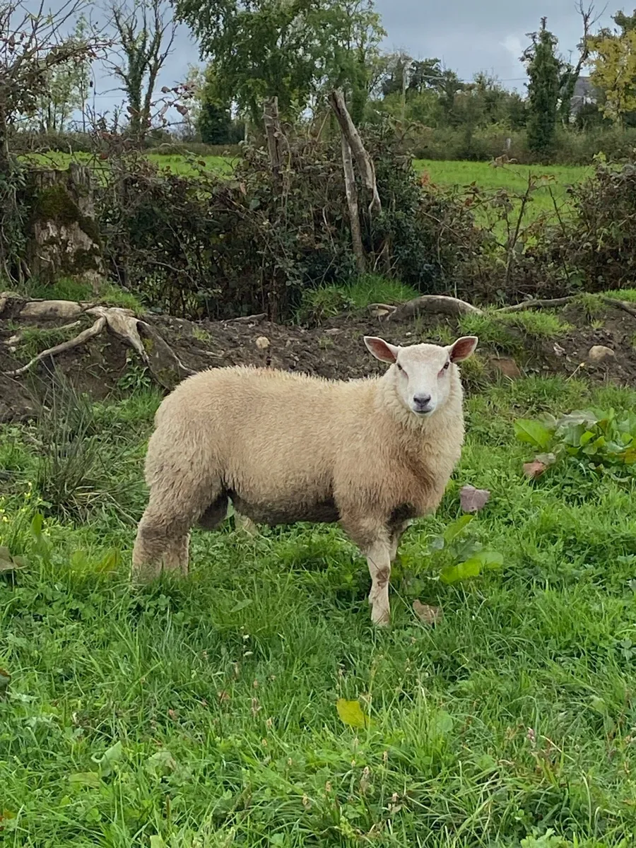 Pbnr Charollais Ram Lambs - Image 1