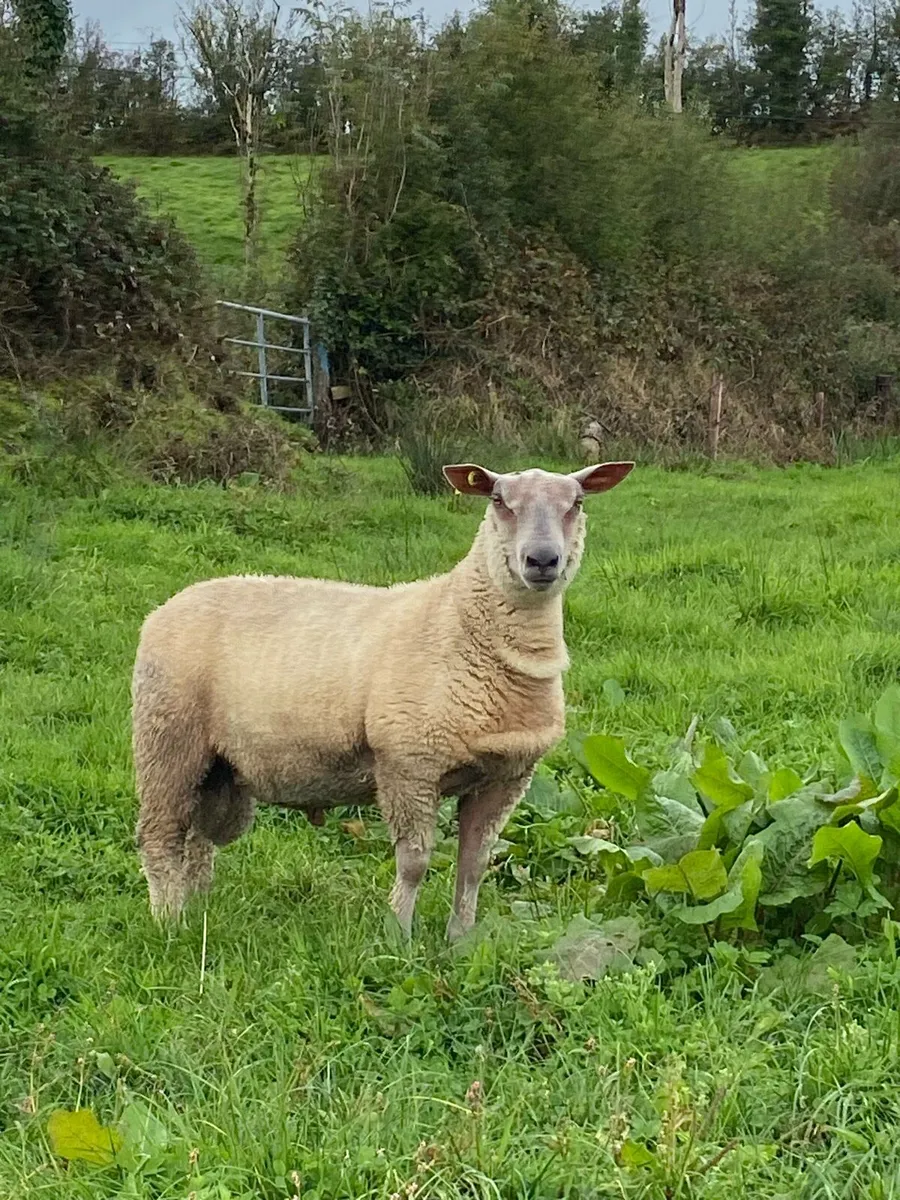Pbnr Charollais Ram Lambs - Image 2