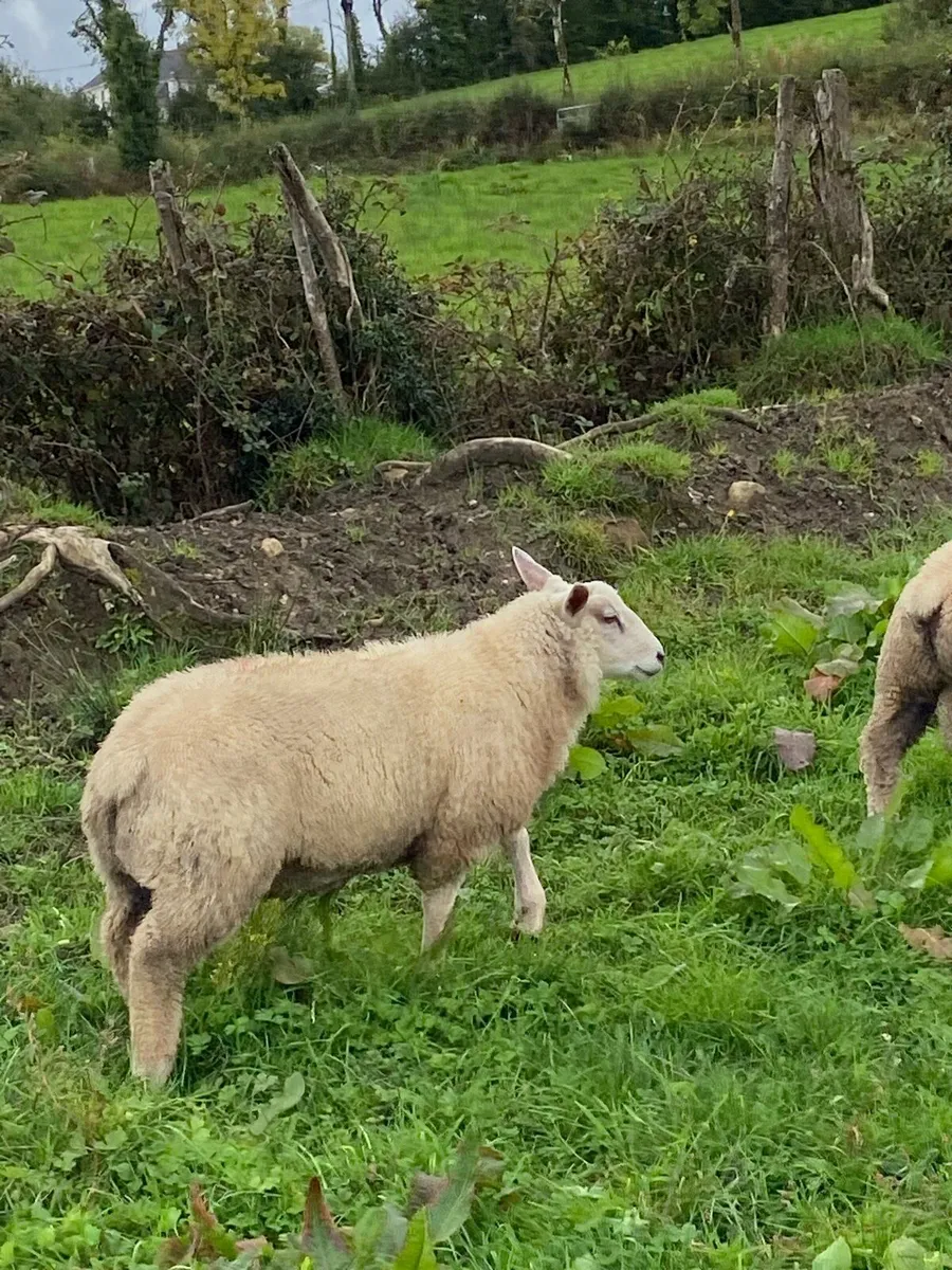 Pbnr Charollais Ram Lambs - Image 3