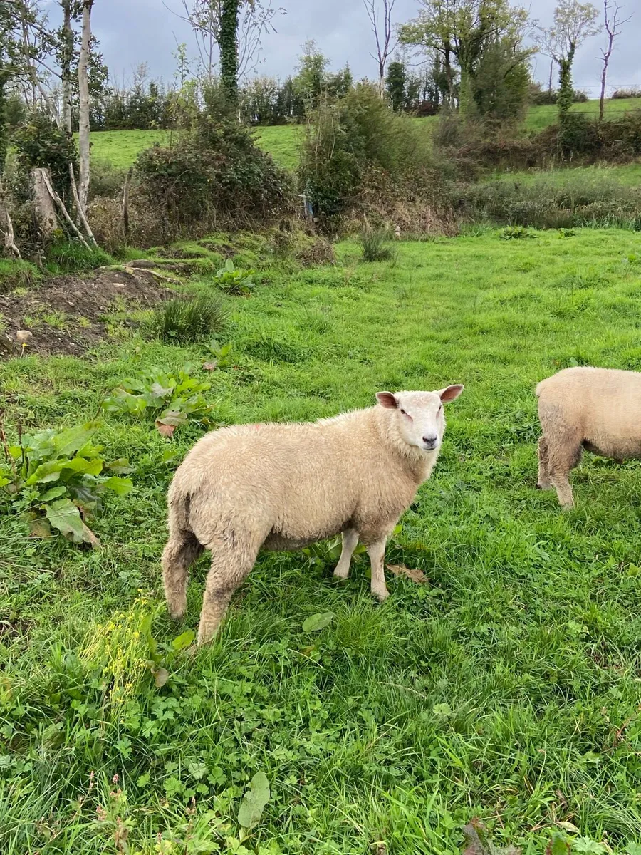 Pbnr Charollais Ram Lambs - Image 4
