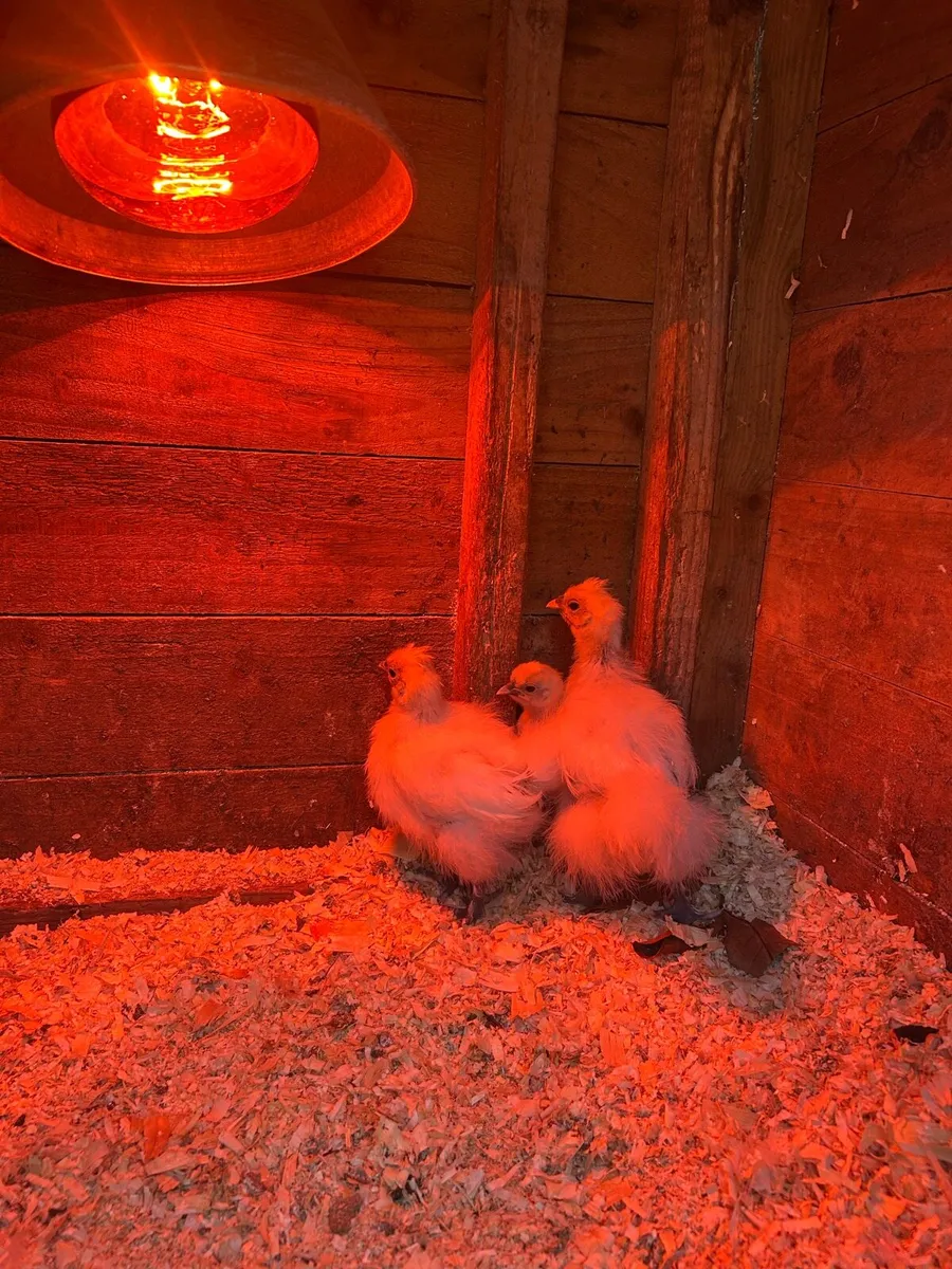 Top quality poultry 🐔 - Image 2