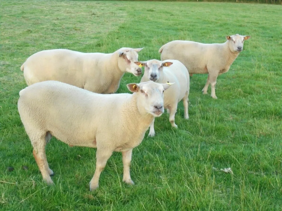 Charollais Ram.    Fresh Rams not out with ewes . - Image 3