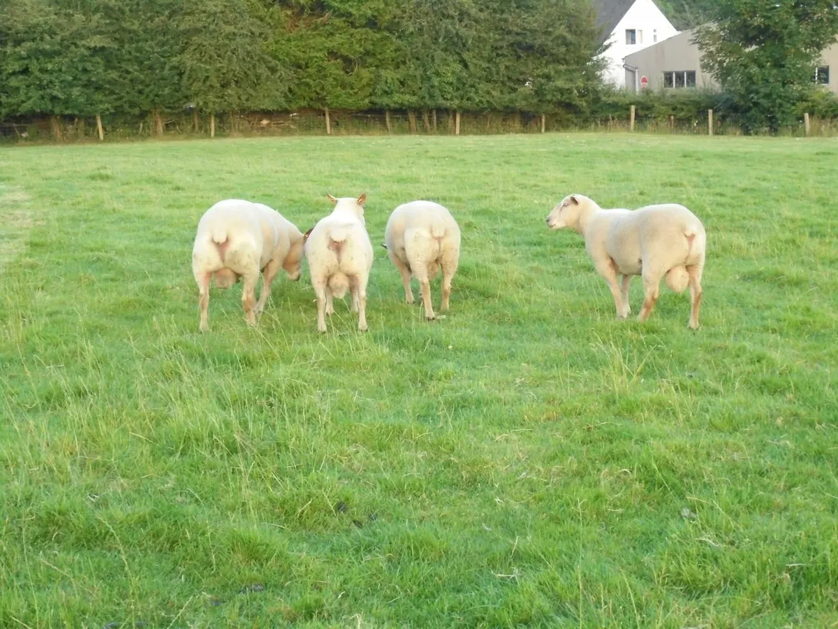 Charollais Ram.    Fresh Rams not out with ewes . - Image 4