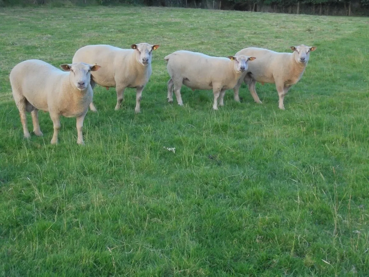 Charollais Ram.    Fresh Rams not out with ewes . - Image 1