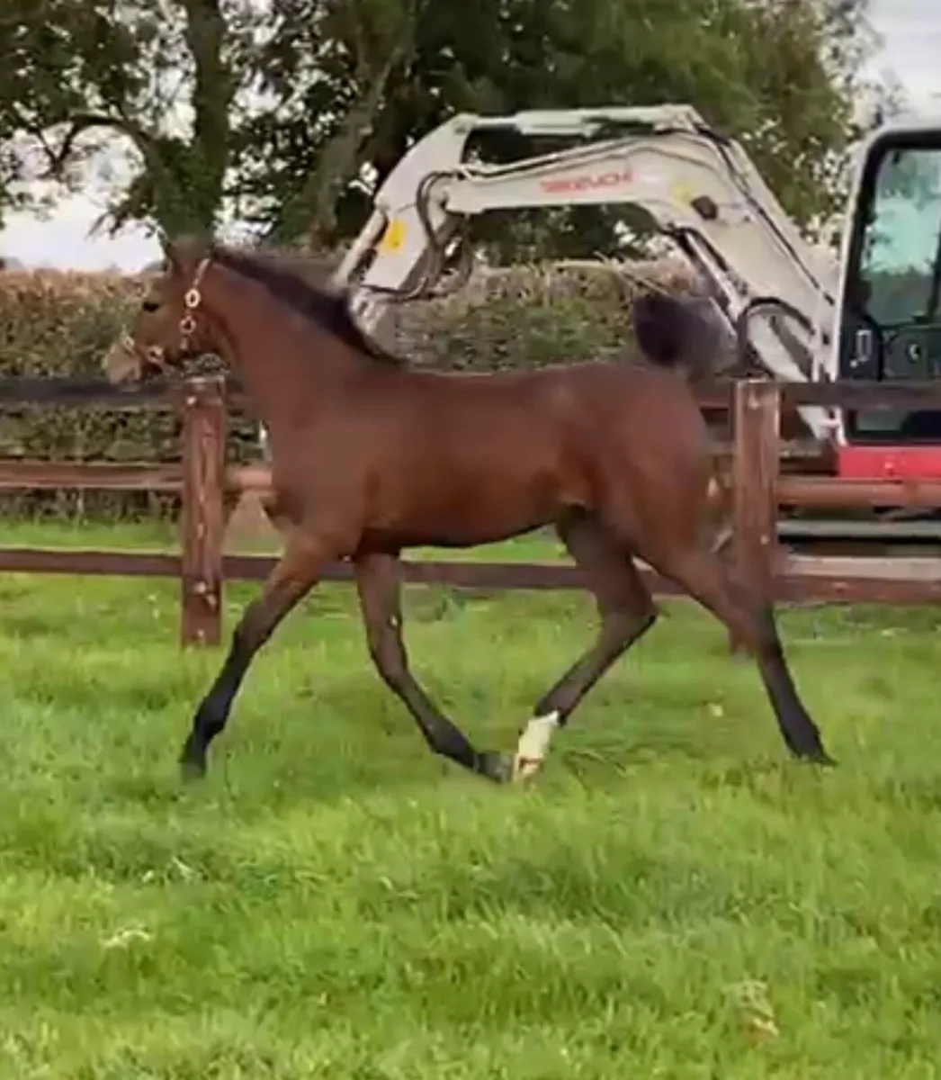 LOT 301 Goresbridge foal sales Saturday 11 October - Image 1