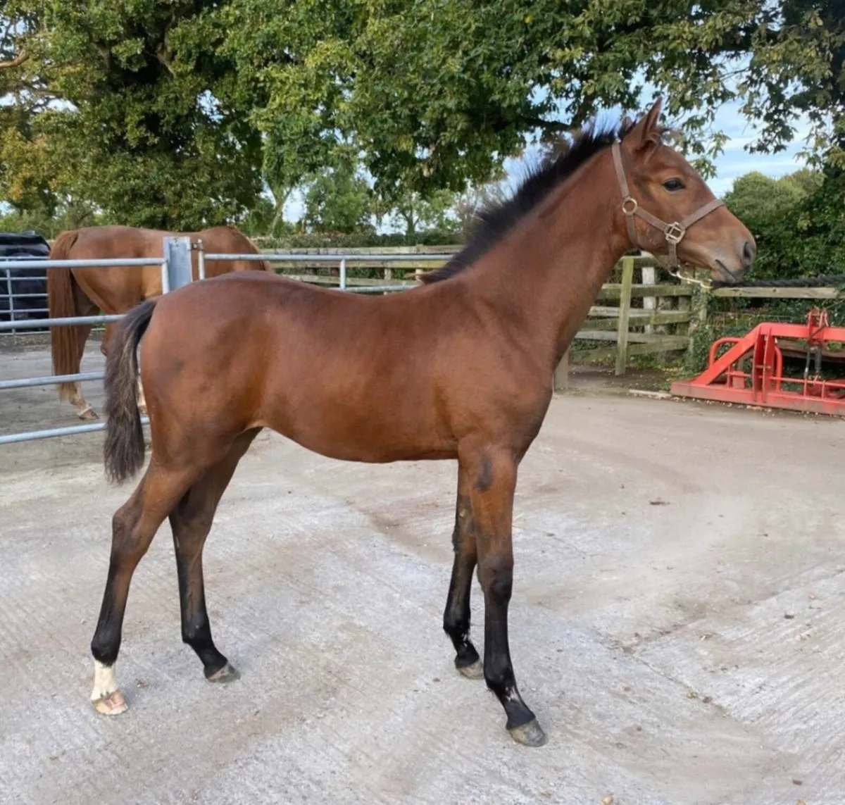 LOT 301 Goresbridge foal sales Saturday 11 October - Image 2