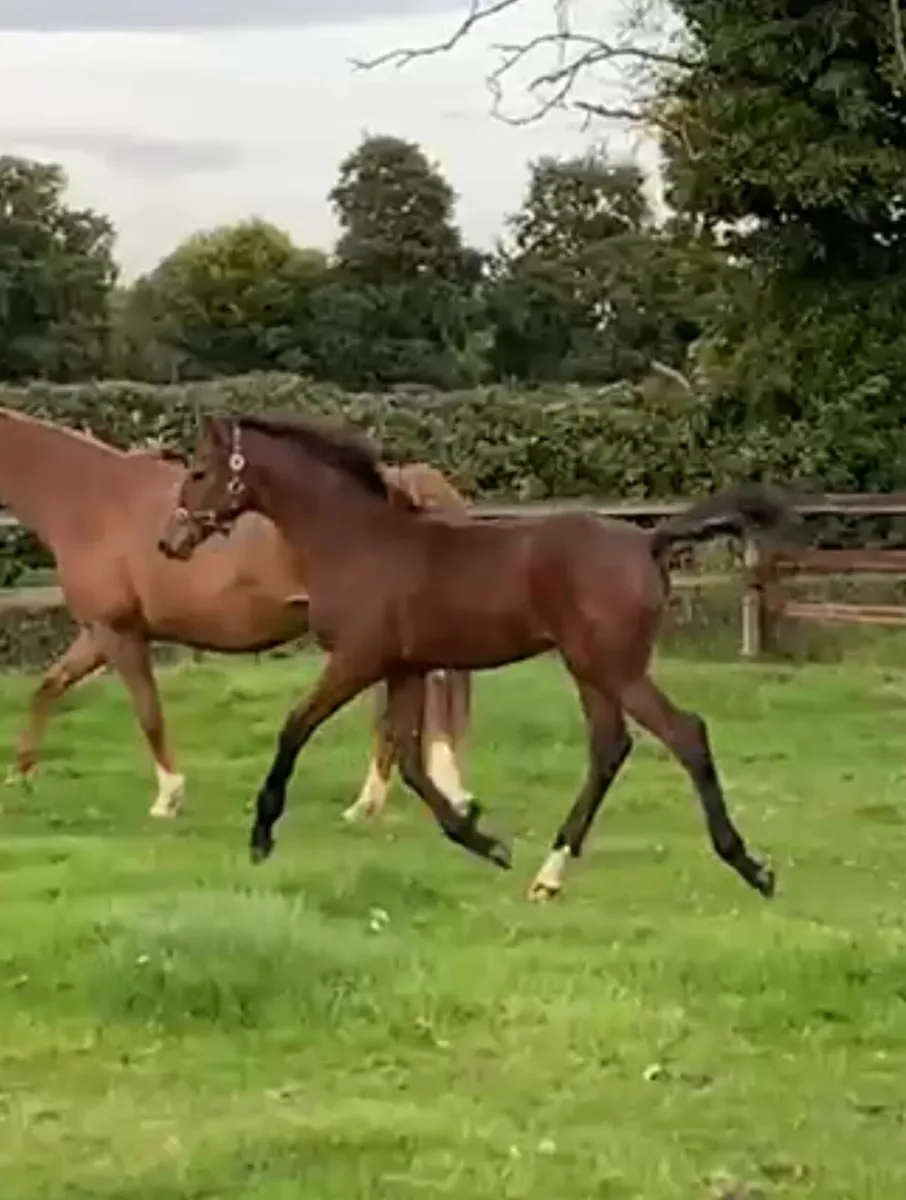 LOT 301 Goresbridge foal sales Saturday 11 October - Image 3