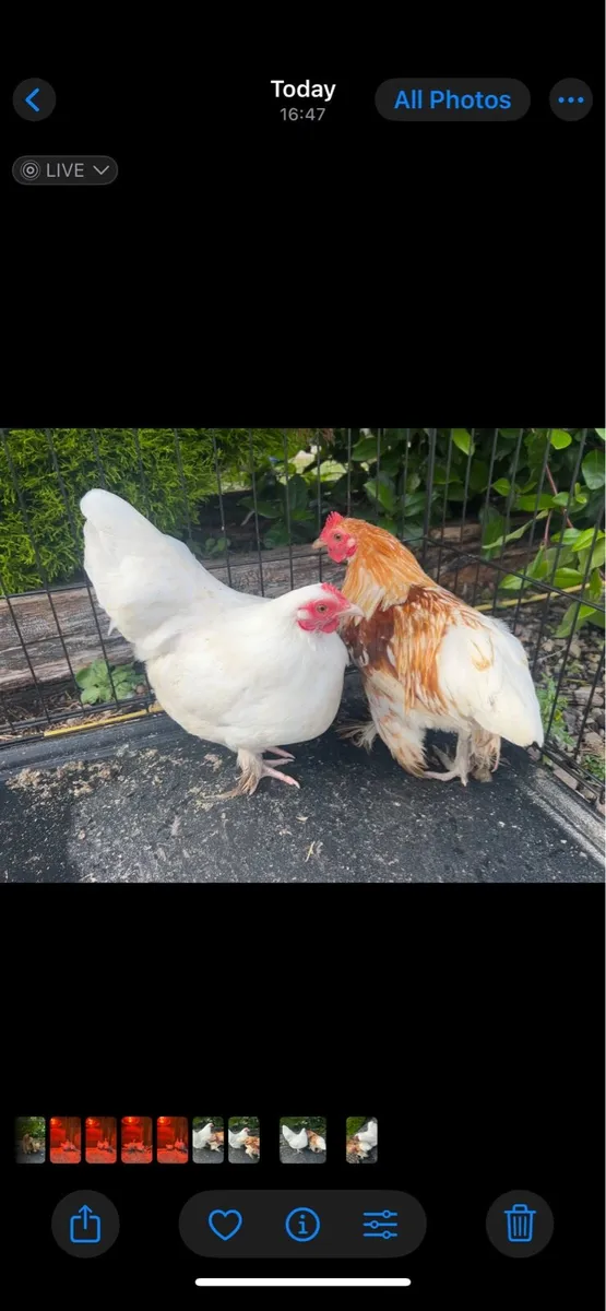 Top quality poultry 🐔 - Image 4
