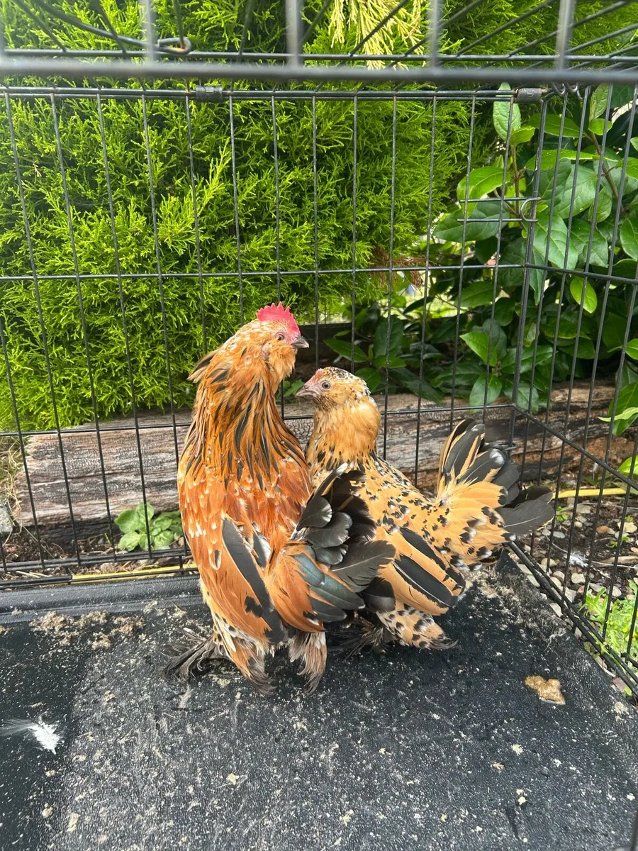 Top quality poultry 🐔 - Image 1