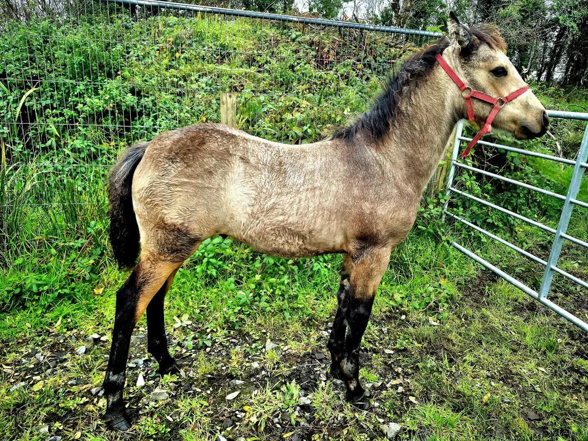 Connemara Colt Foal - Image 1