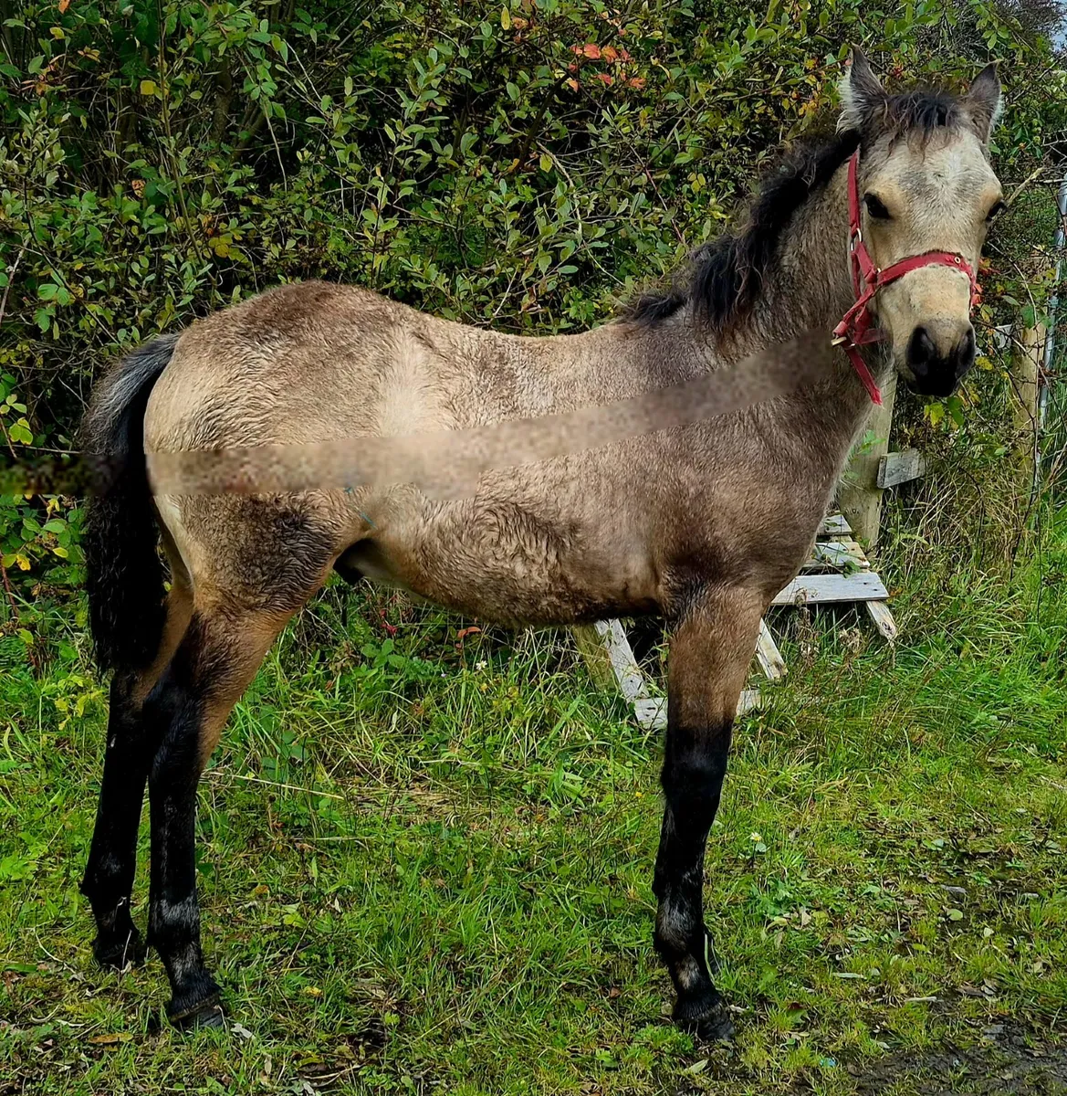 Connemara Colt Foal - Image 2