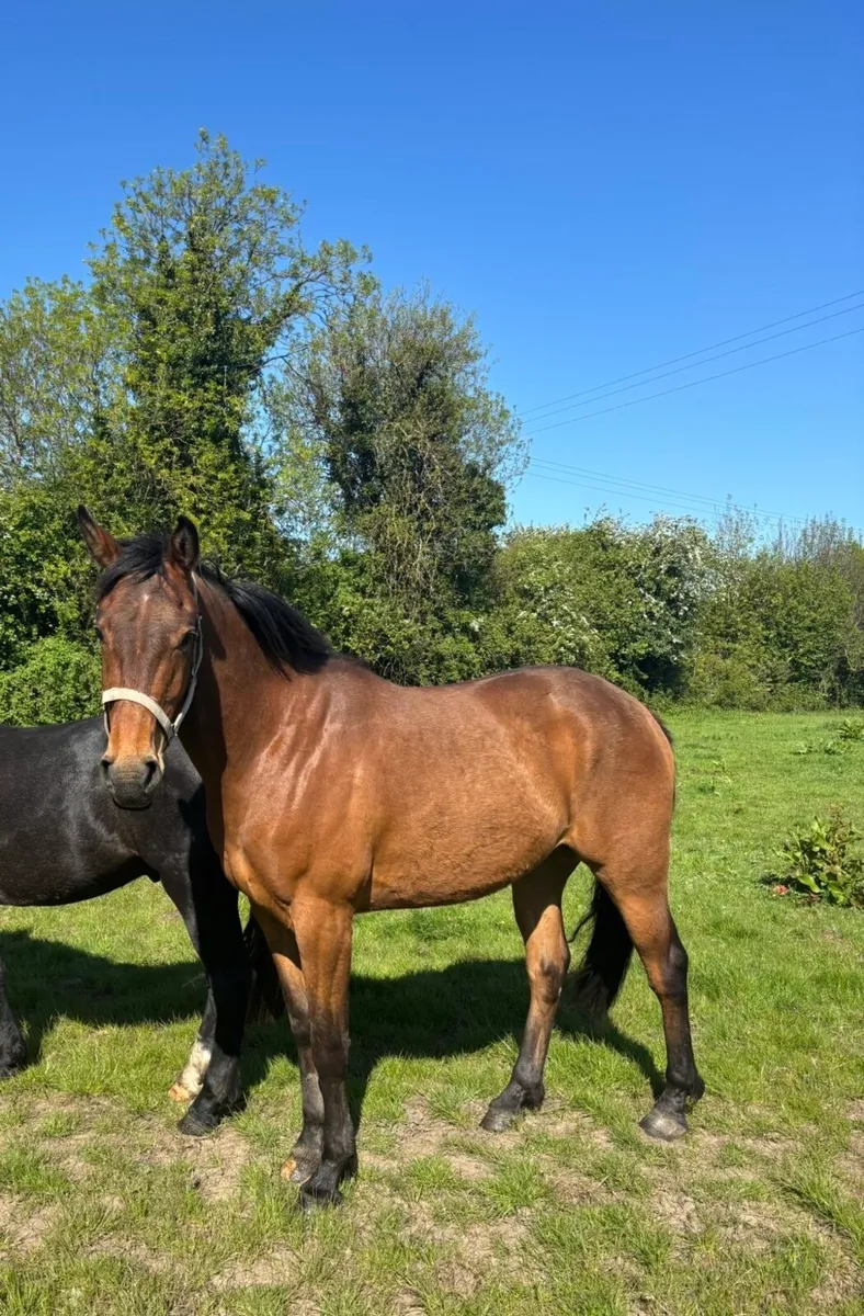 3 year old Gelding - Image 1