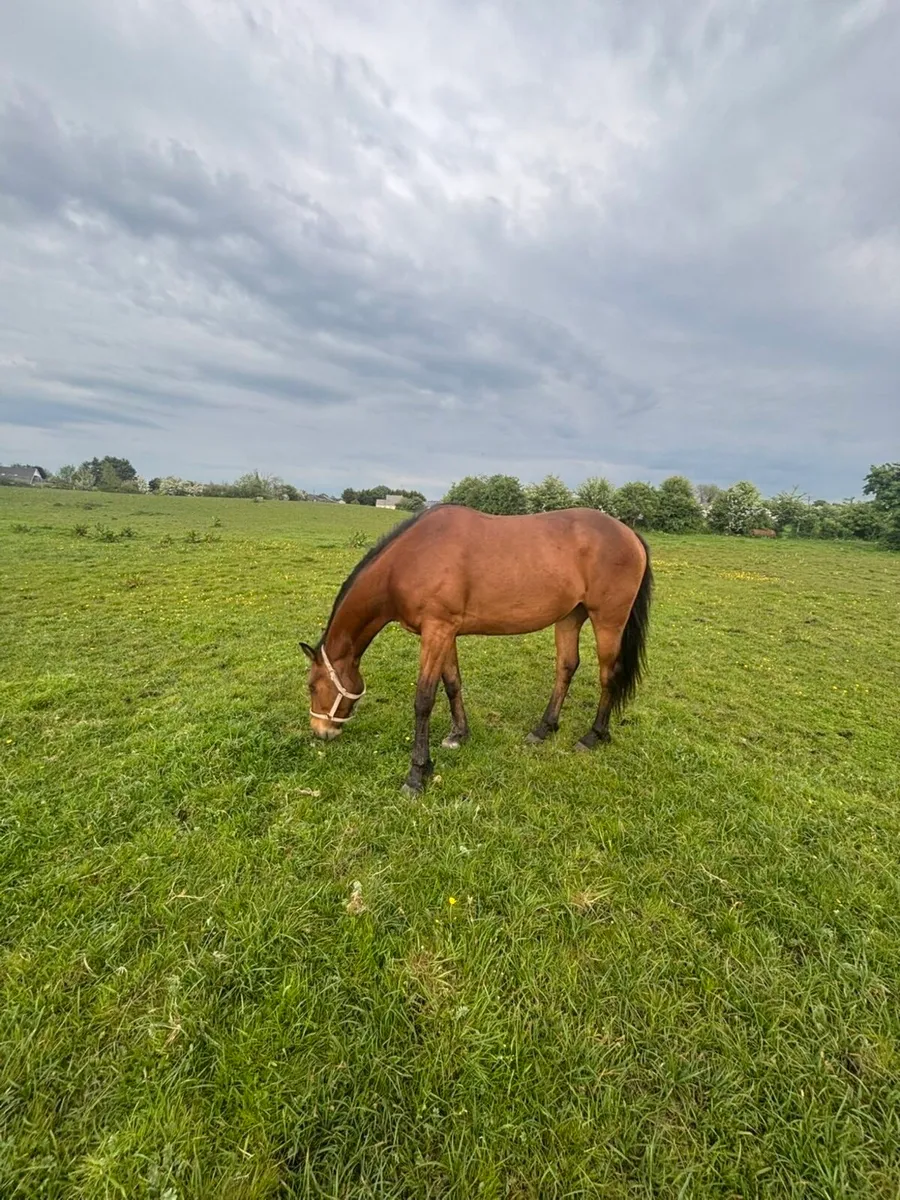 3 year old Gelding - Image 2