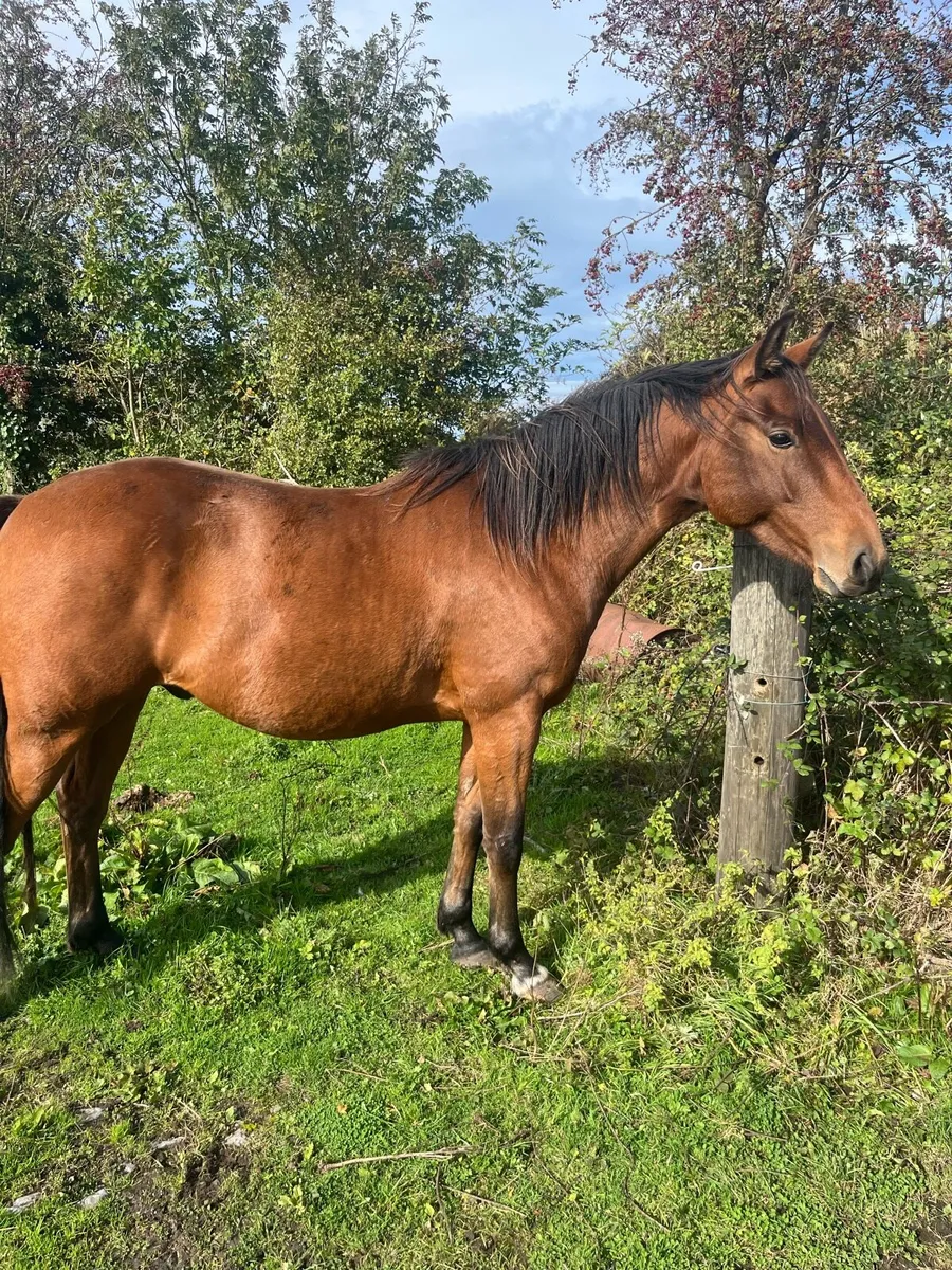 3 year old Gelding - Image 3