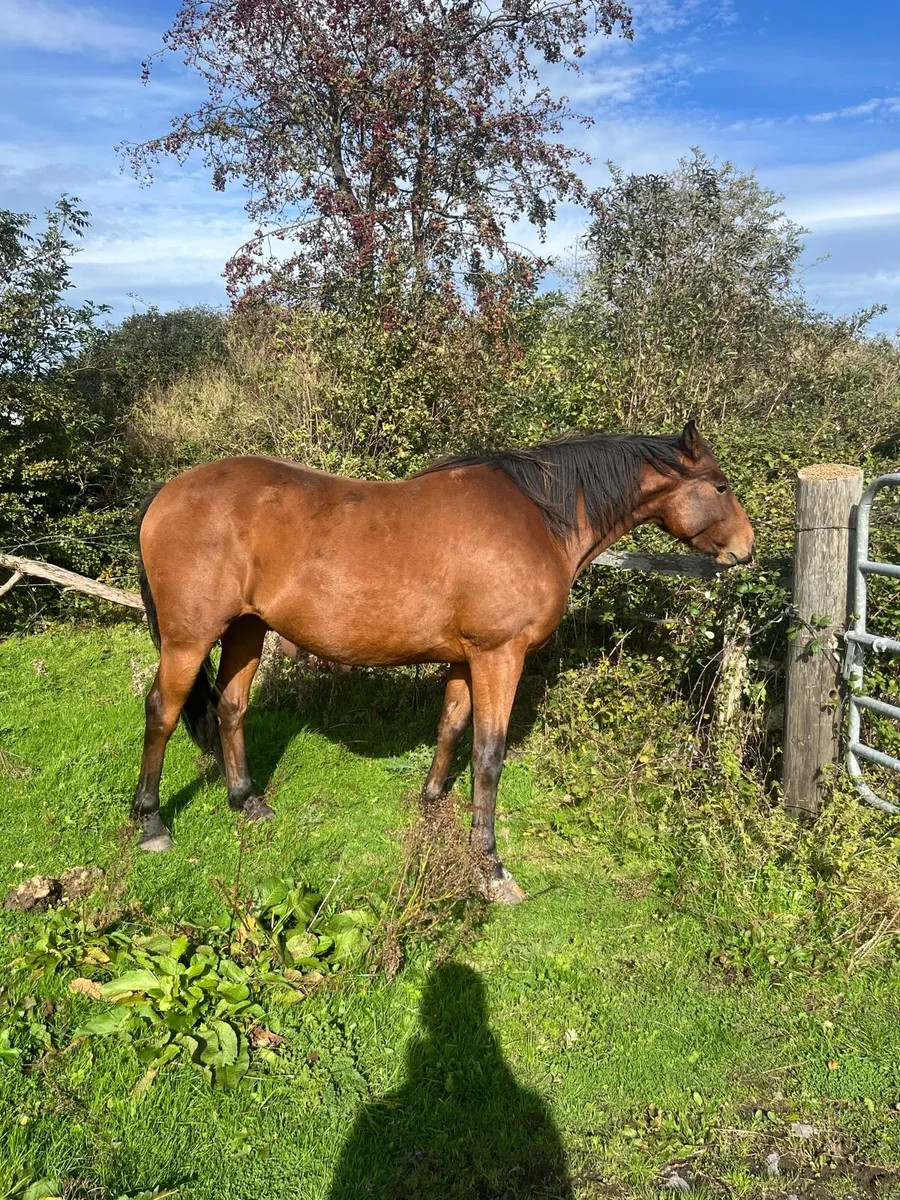 3 year old Gelding - Image 4