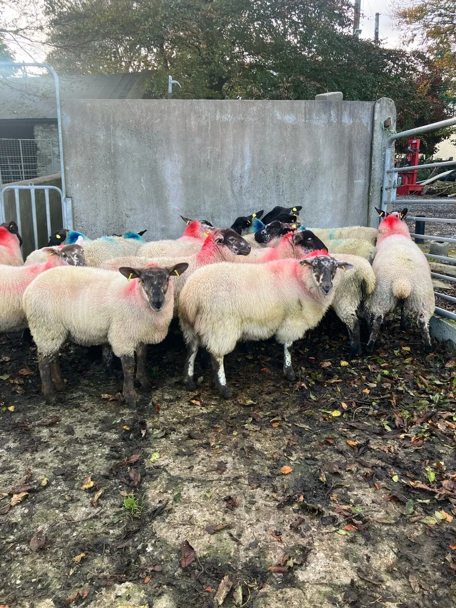 Ewe lambs - Image 1