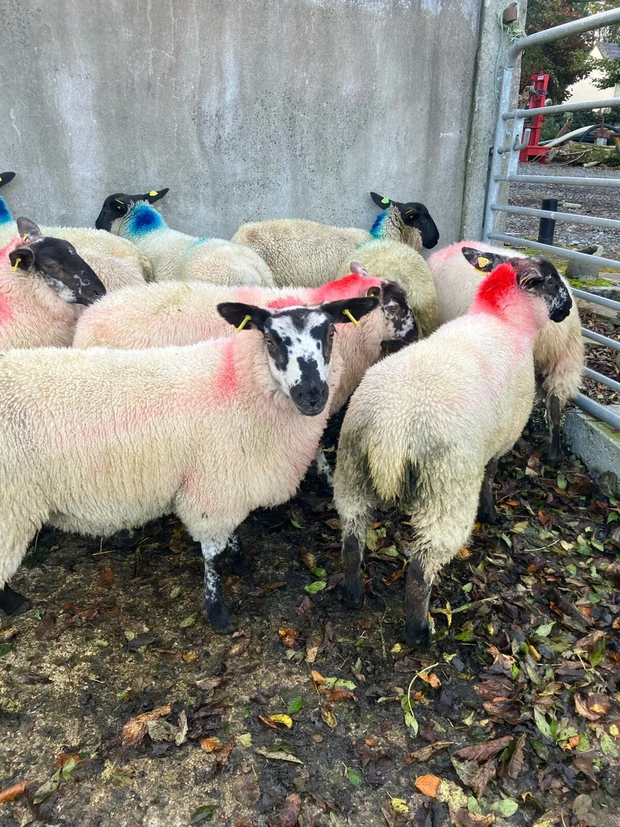 Ewe lambs - Image 2