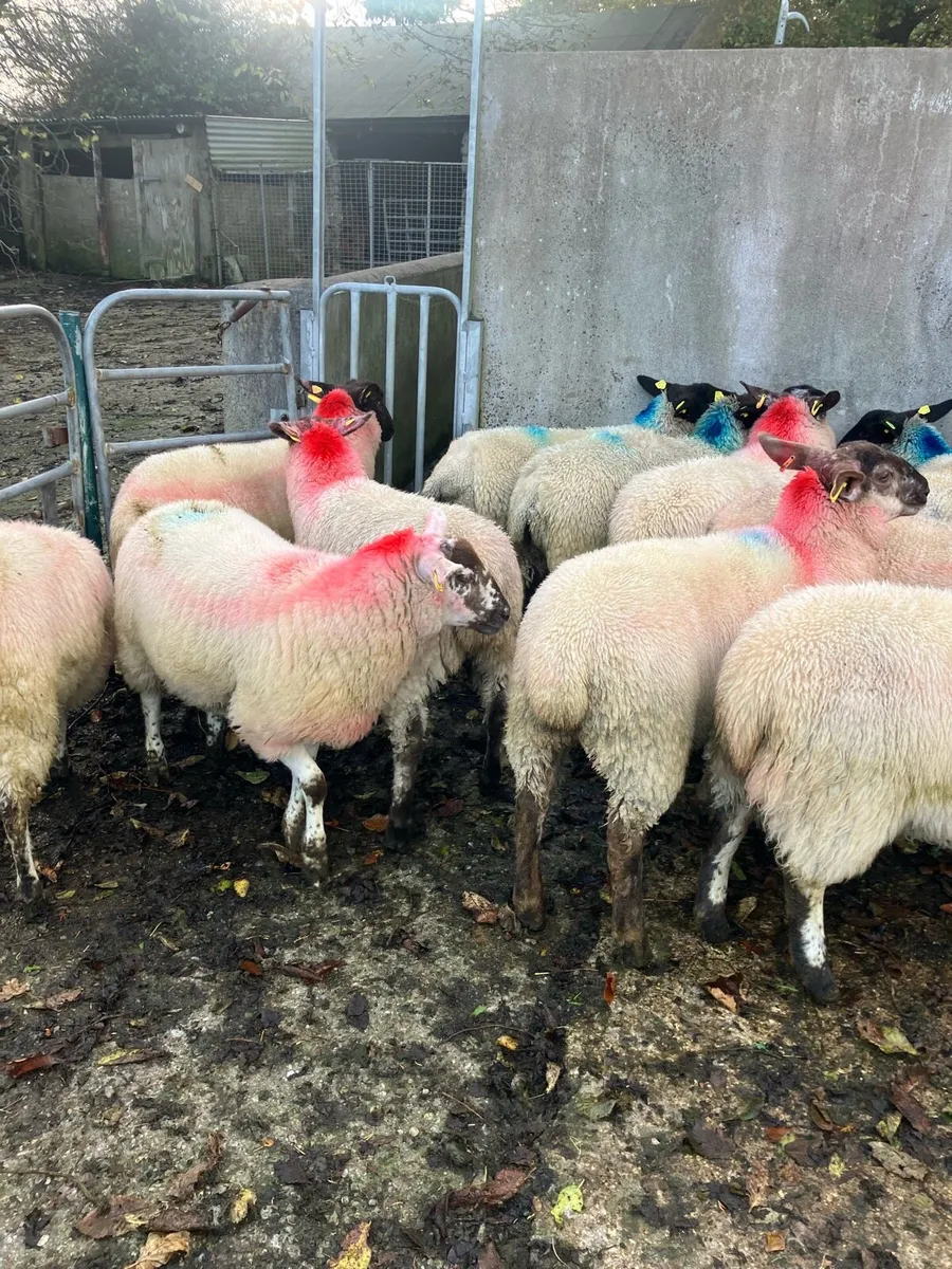 Ewe lambs - Image 3