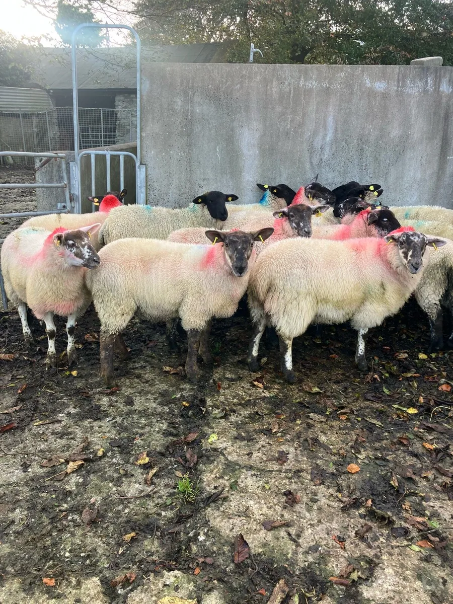 Ewe lambs - Image 4
