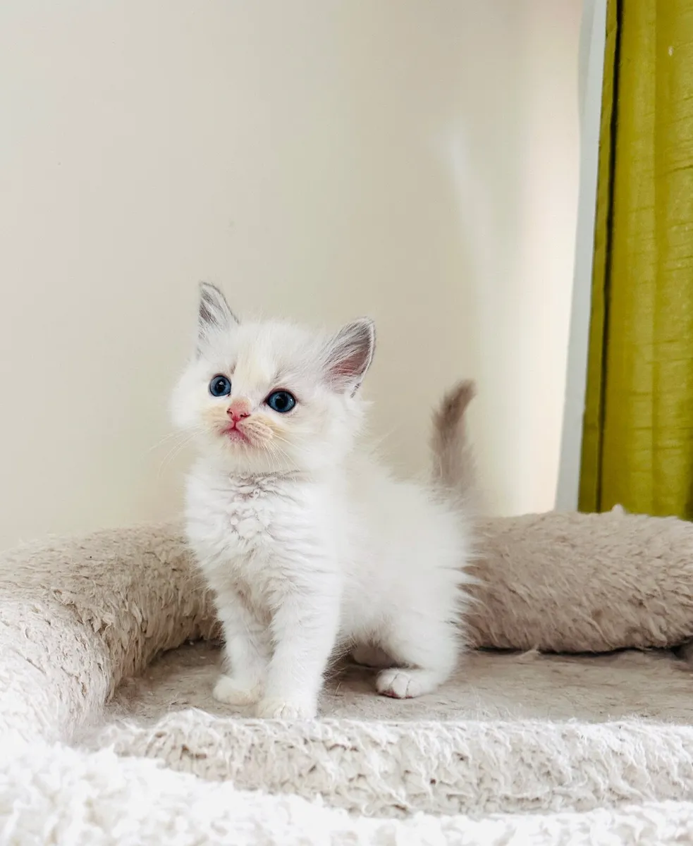Ragdoll kittens - Image 2