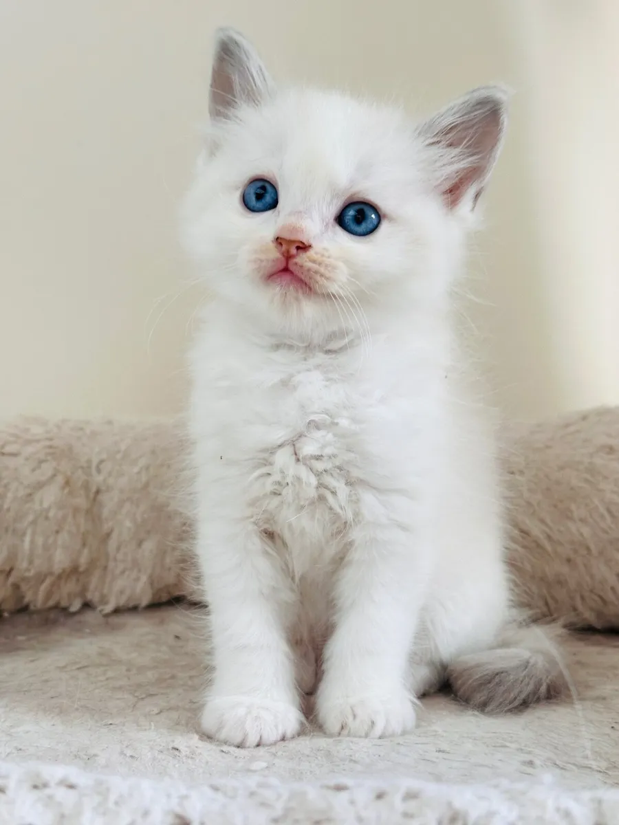 Ragdoll kittens - Image 3