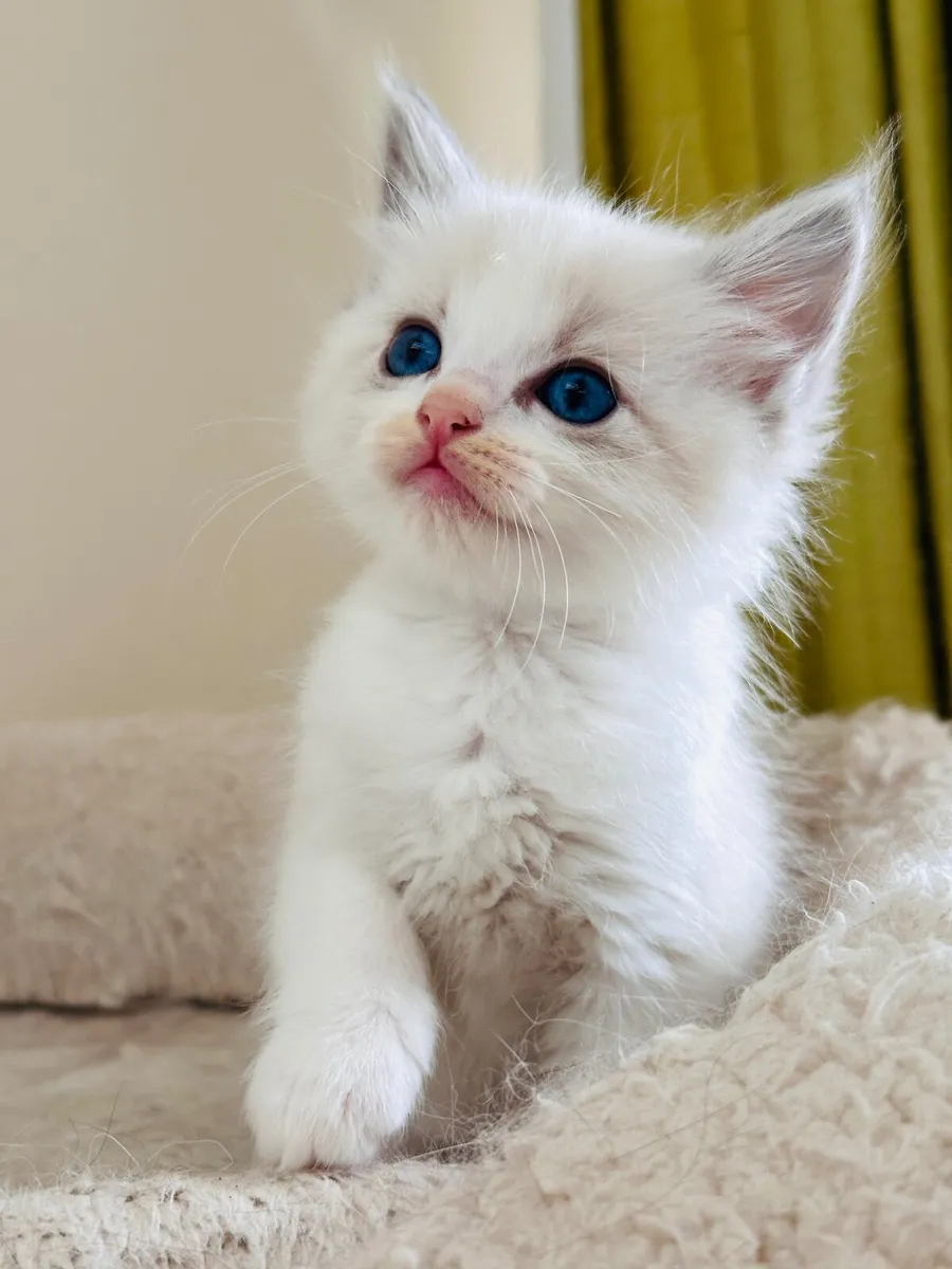 Ragdoll kittens - Image 4