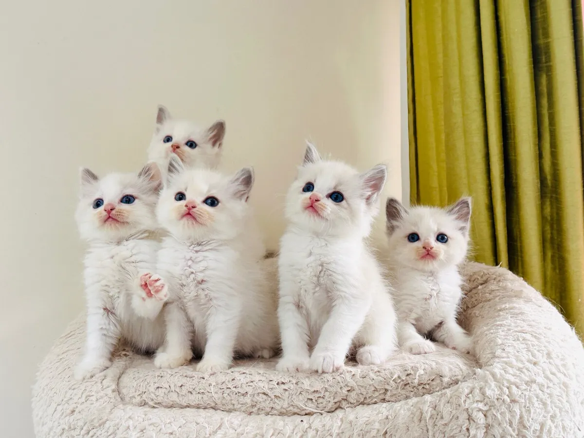Ragdoll kittens - Image 1