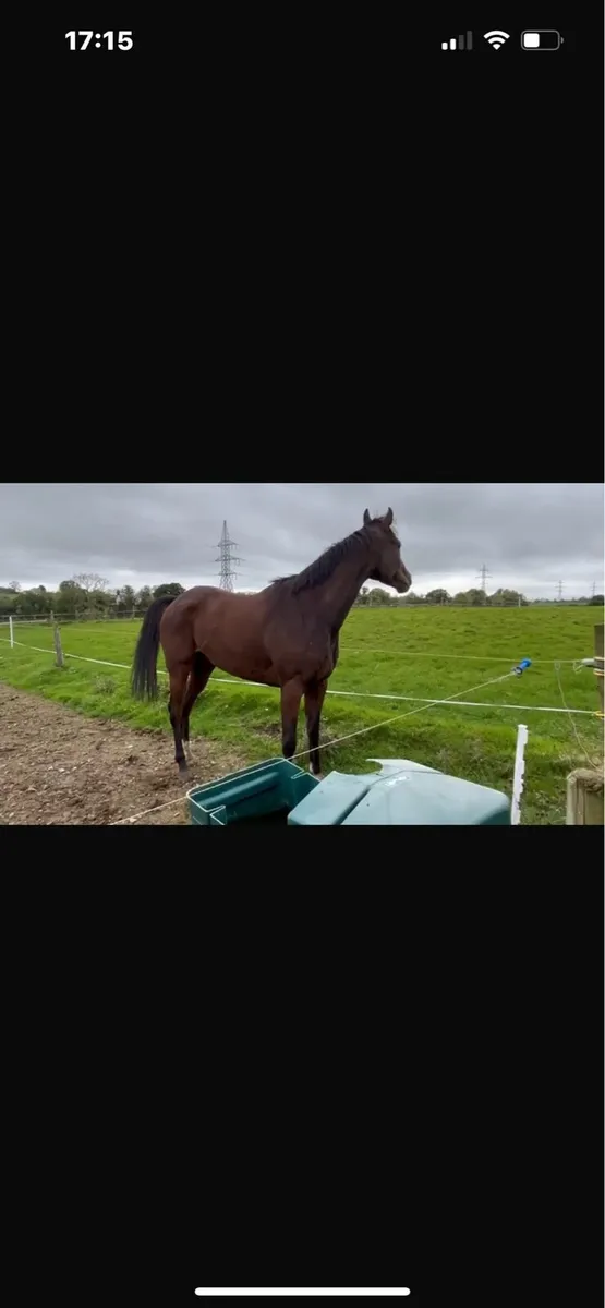 Race horse - Image 1