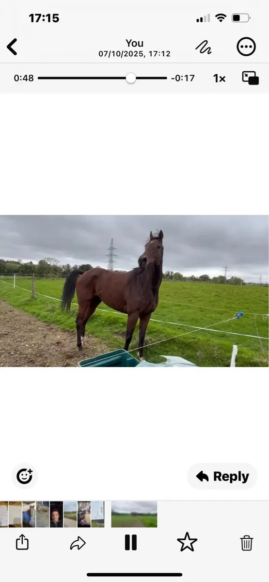 Race horse - Image 2