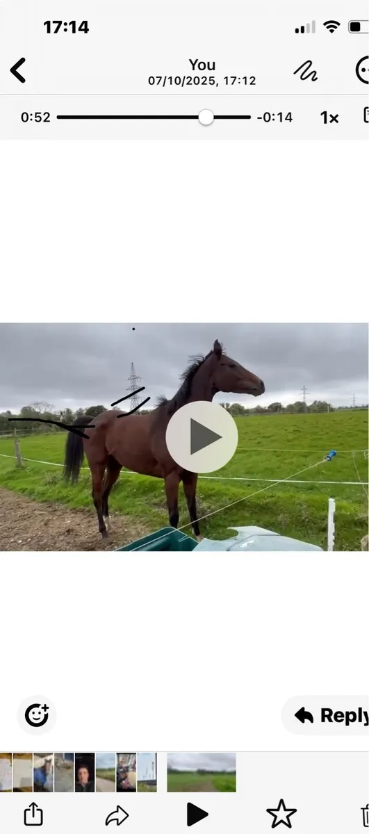 Race horse - Image 3