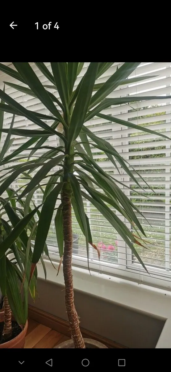 Mature plants