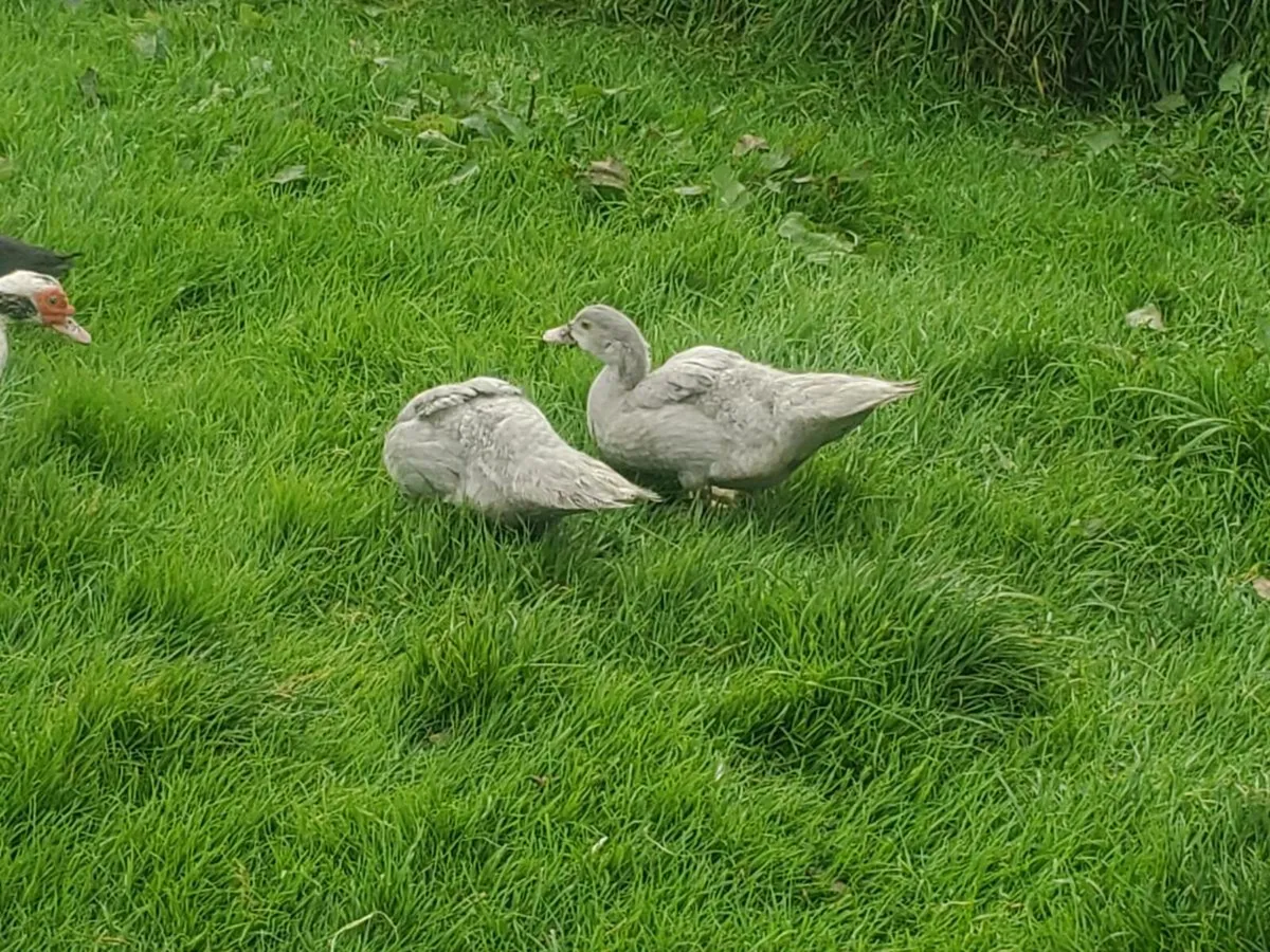 Muscovy ducklings - Image 1