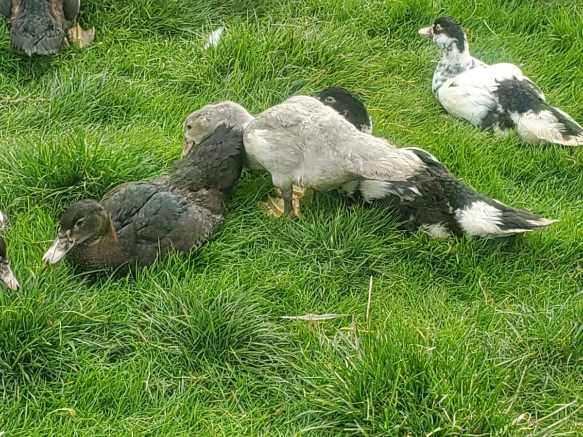 Muscovy ducklings - Image 2