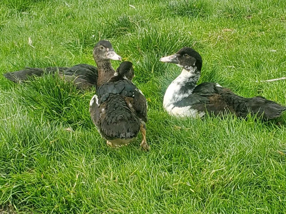 Muscovy ducklings - Image 3