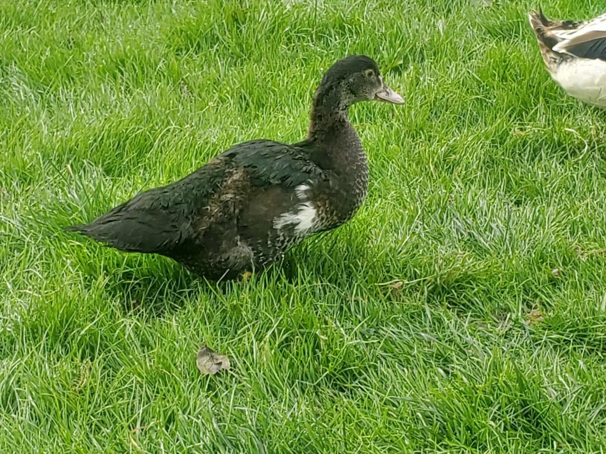 Muscovy ducklings - Image 4