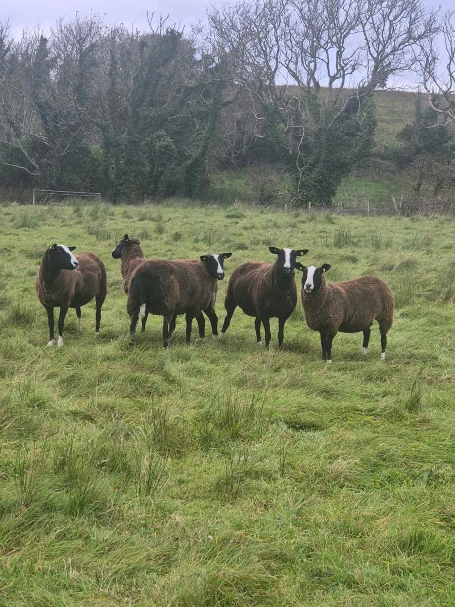 Zwartble Hoggets pbnr - Image 1