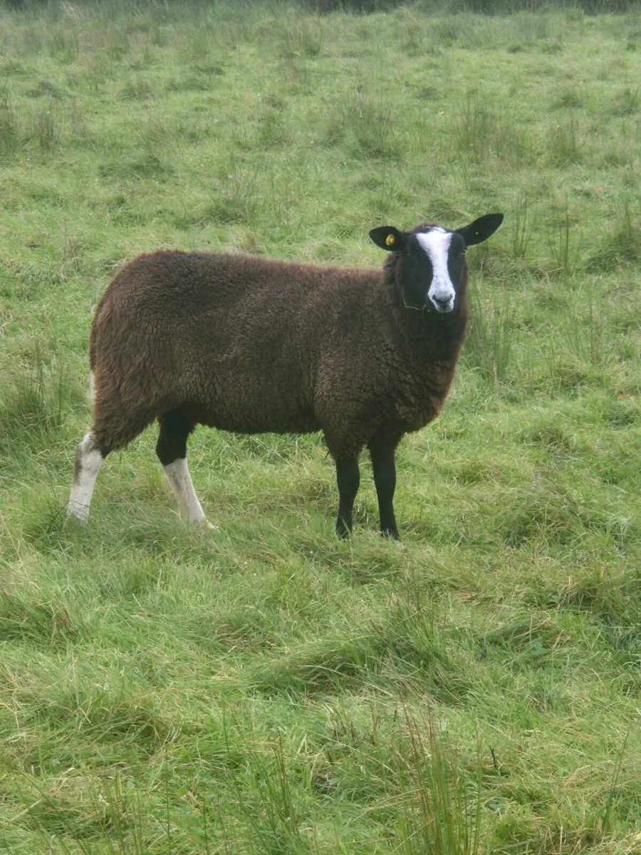 Zwartble Hoggets pbnr - Image 2