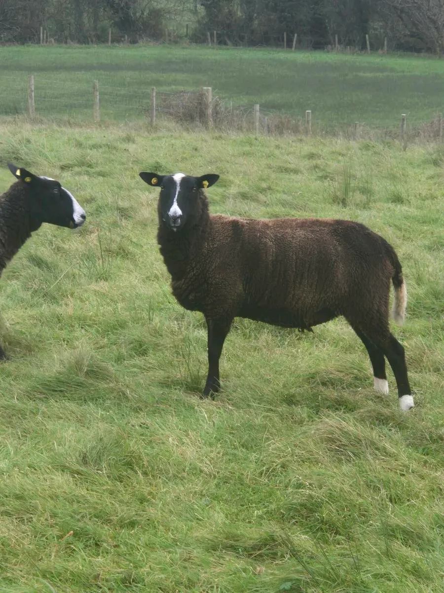 Zwartble Hoggets pbnr - Image 3