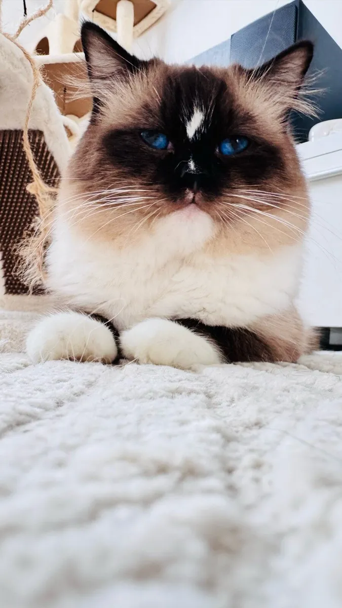 Ragdoll stud - Image 2