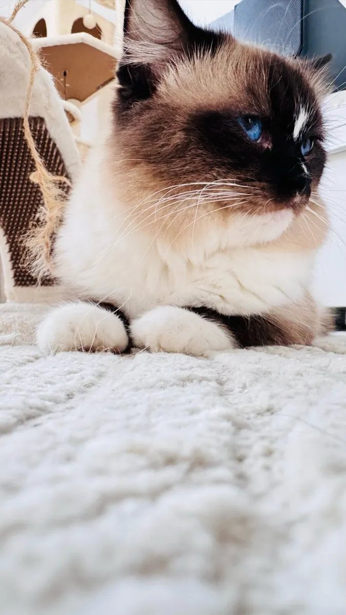 Ragdoll stud - Image 3