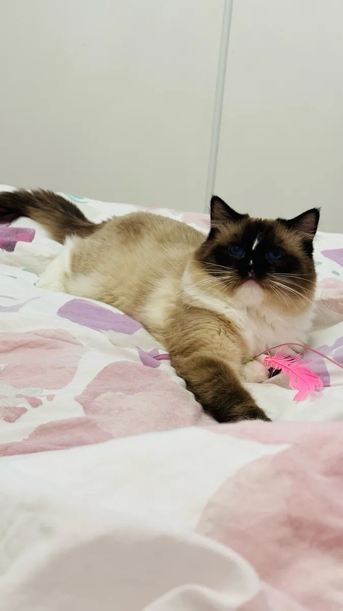 Ragdoll stud - Image 4