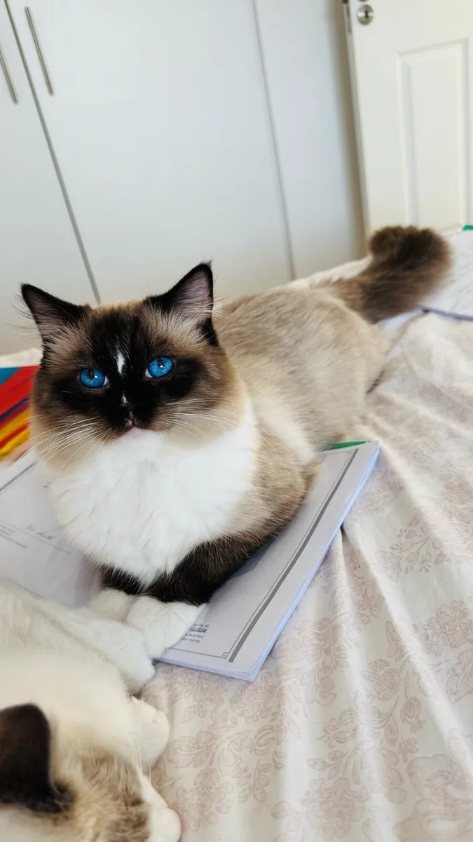 Ragdoll male kitten - Image 1