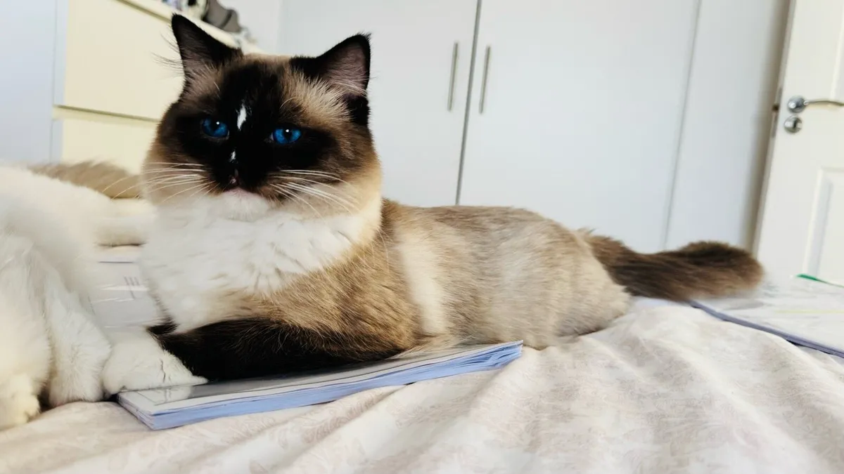 Ragdoll male kitten - Image 2