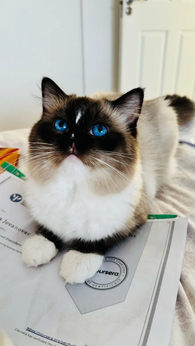 Ragdoll stud - Image 1