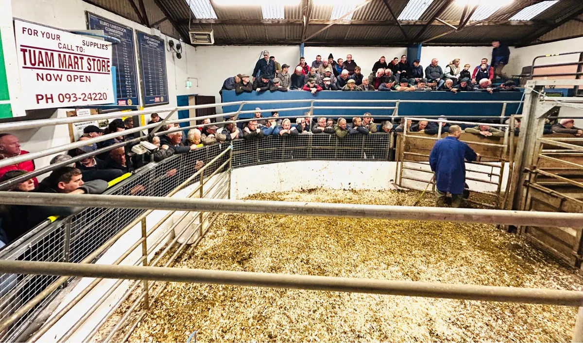 EVENING WEANLING SALE 20th OCT - Image 1