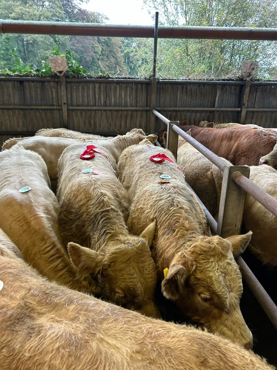 EVENING WEANLING SALE 20th OCT - Image 2
