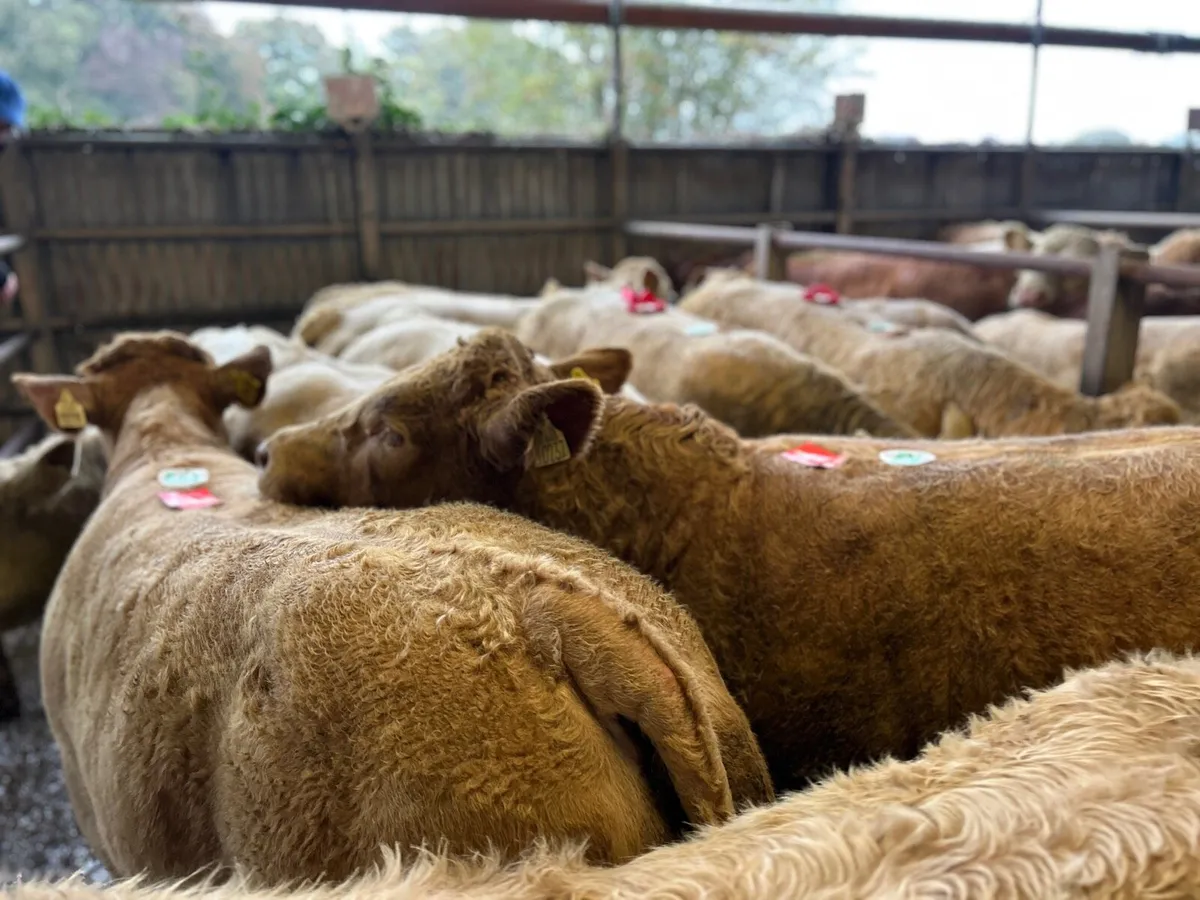 EVENING WEANLING SALE 20th OCT - Image 3