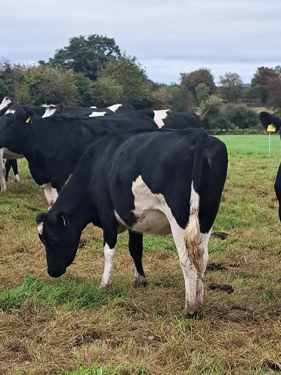 In calf British friesian heifers - Image 1