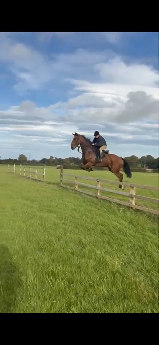 16.3 9 year old Hunter. - Image 3
